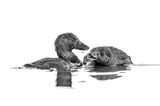 Zwei Enten, sogenannte Lappenenten, im Wasser als Schwarz-Weiss Fotografie.