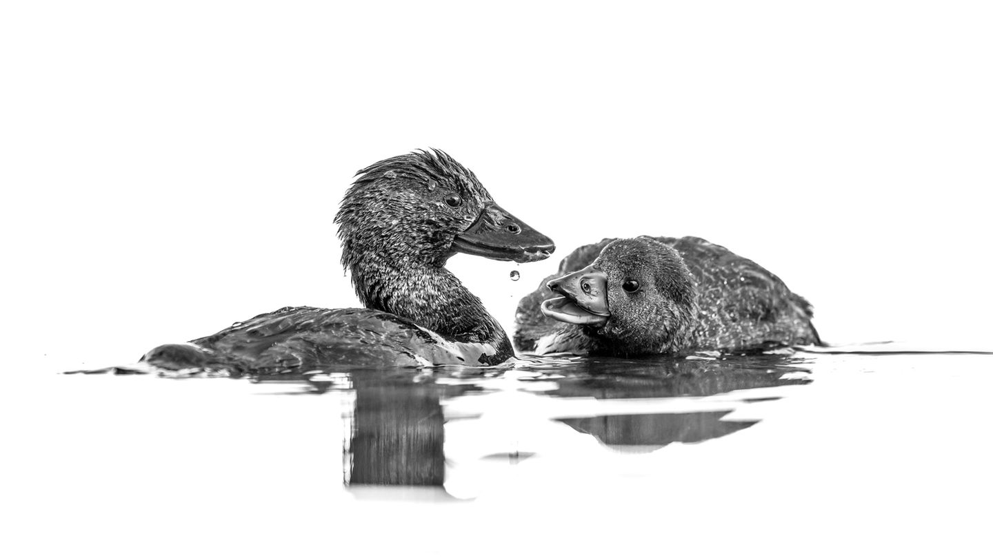 Zwei Enten, sogenannte Lappenenten, im Wasser als Schwarz-Weiss Fotografie.