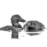 Zwei Enten, sogenannte Lappenenten, im Wasser als Schwarz-Weiss Fotografie.