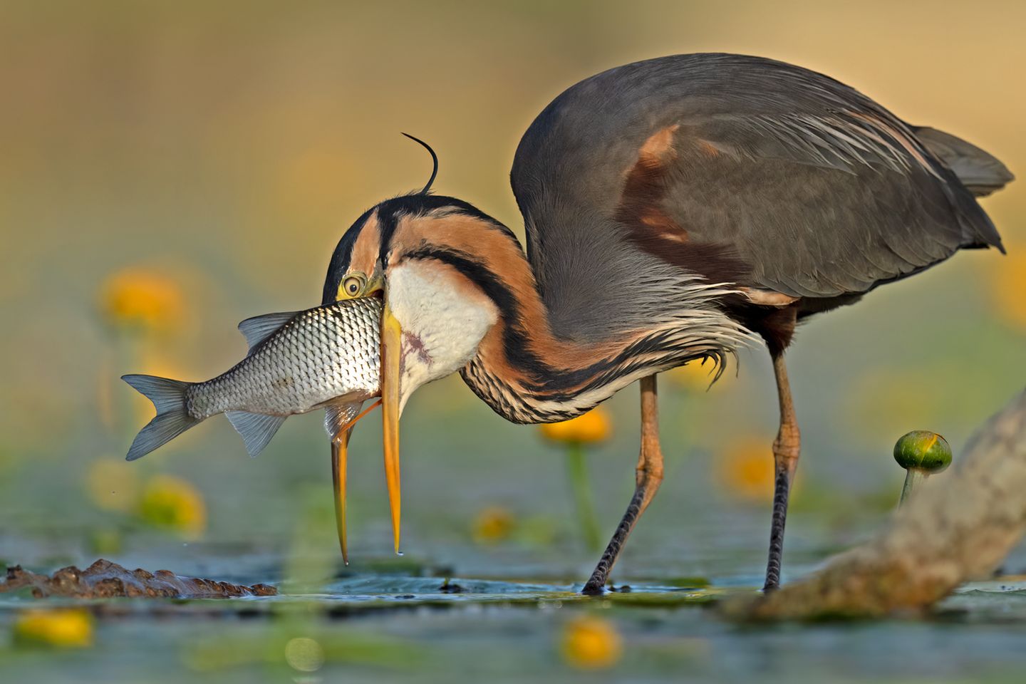 Sieger in der Kategorie "Comedy Bird Photo": Purpurreiher bei der Jagd Ein Purpurreiher verschlingt einen Fisch, sogenannten Schusterkarpfen, der etwas zu groß erscheint.
