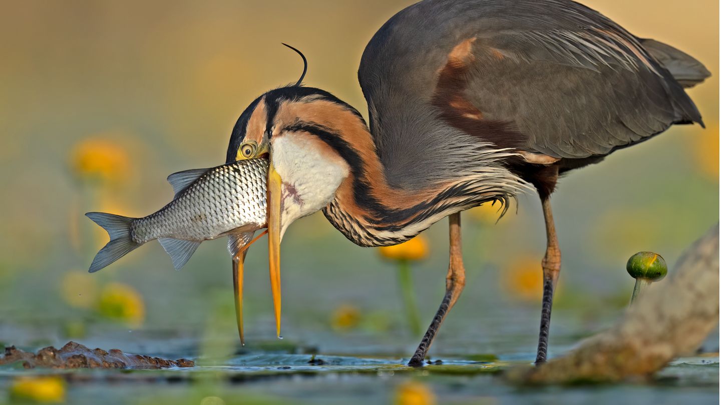 Ein Purpurreiher verschlingt einen Fisch, sogenannten Schusterkarpfen, der etwas zu groß erscheint.