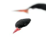 Zwei Flussseeschwalben im Porträt mit weißem Hintergrund.