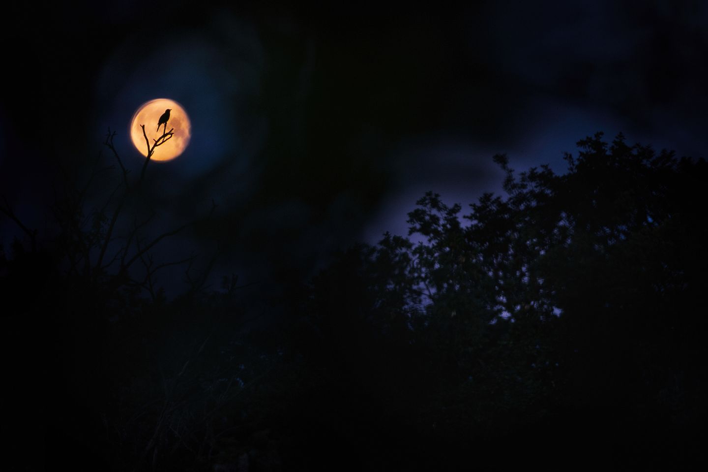 Eine Amsel in Silhouette singt vor hell erleuchtetem vollen Mond inmitten der Nacht.