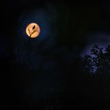 Eine Amsel in Silhouette singt vor hell erleuchtetem vollen Mond inmitten der Nacht.