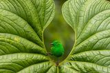 Ein grün gefiederter Vogel, sogenannter Rotohr-Bunttangare, sitzt inmitten eines in der Mitte aufgefächerten Blatt-Ausschnitts.