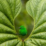 Ein grün gefiederter Vogel, sogenannter Rotohr-Bunttangare, sitzt inmitten eines in der Mitte aufgefächerten Blatt-Ausschnitts.