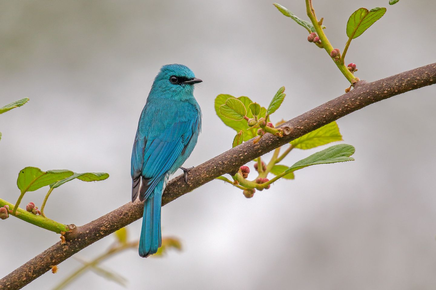 Ein blau gefiederter Vogel, sogenannter Lazulischnäpper, sitzt auf einem Zweig.