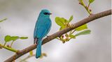 Ein blau gefiederter Vogel, sogenannter Lazulischnäpper, sitzt auf einem Zweig.