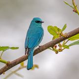 Ein blau gefiederter Vogel, sogenannter Lazulischnäpper, sitzt auf einem Zweig.