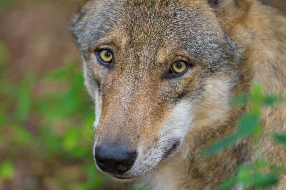 Der Wolf: Bestie oder besonders schützenswertes Wildtier?  1.5004