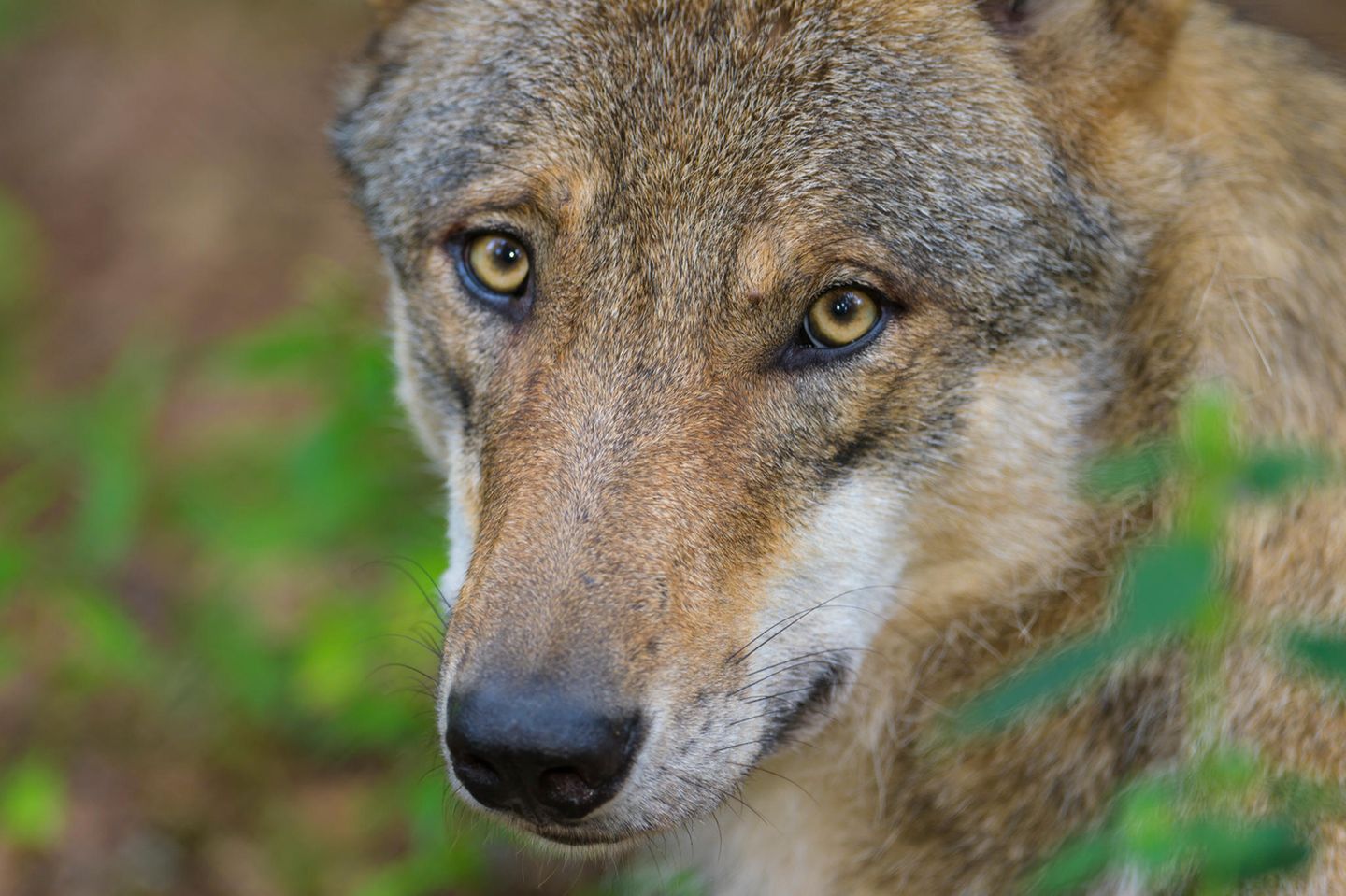 Der Wolf: Bestie oder besonders schützenswertes Wildtier?