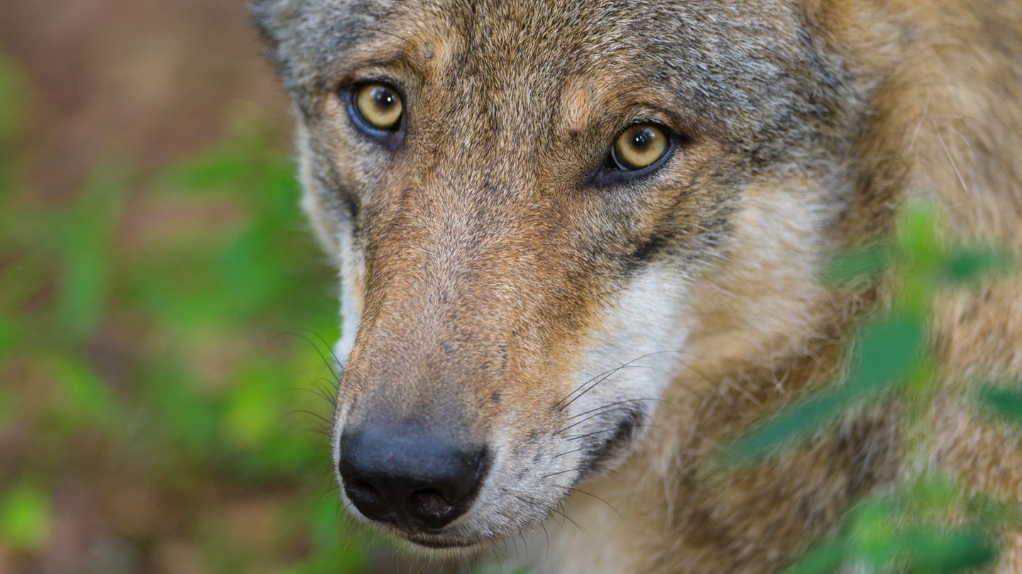 Der Wolf: Bestie oder besonders schützenswertes Wildtier?