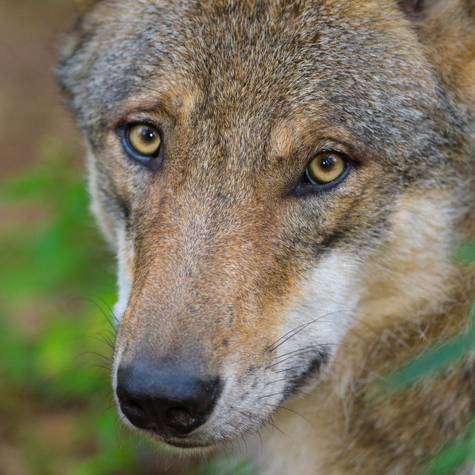 Artenschutz: Der Wolf: Bestie oder besonders schützenswertes Wildtier? Der Wolf: Bestie oder besonders schützenswertes Wildtier?