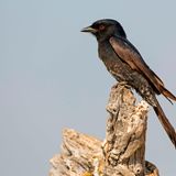 Trauerdrongos sind abends oft die letzten Vögel, die noch zwitschern – und morgens die ersten, die wieder zu hören sind