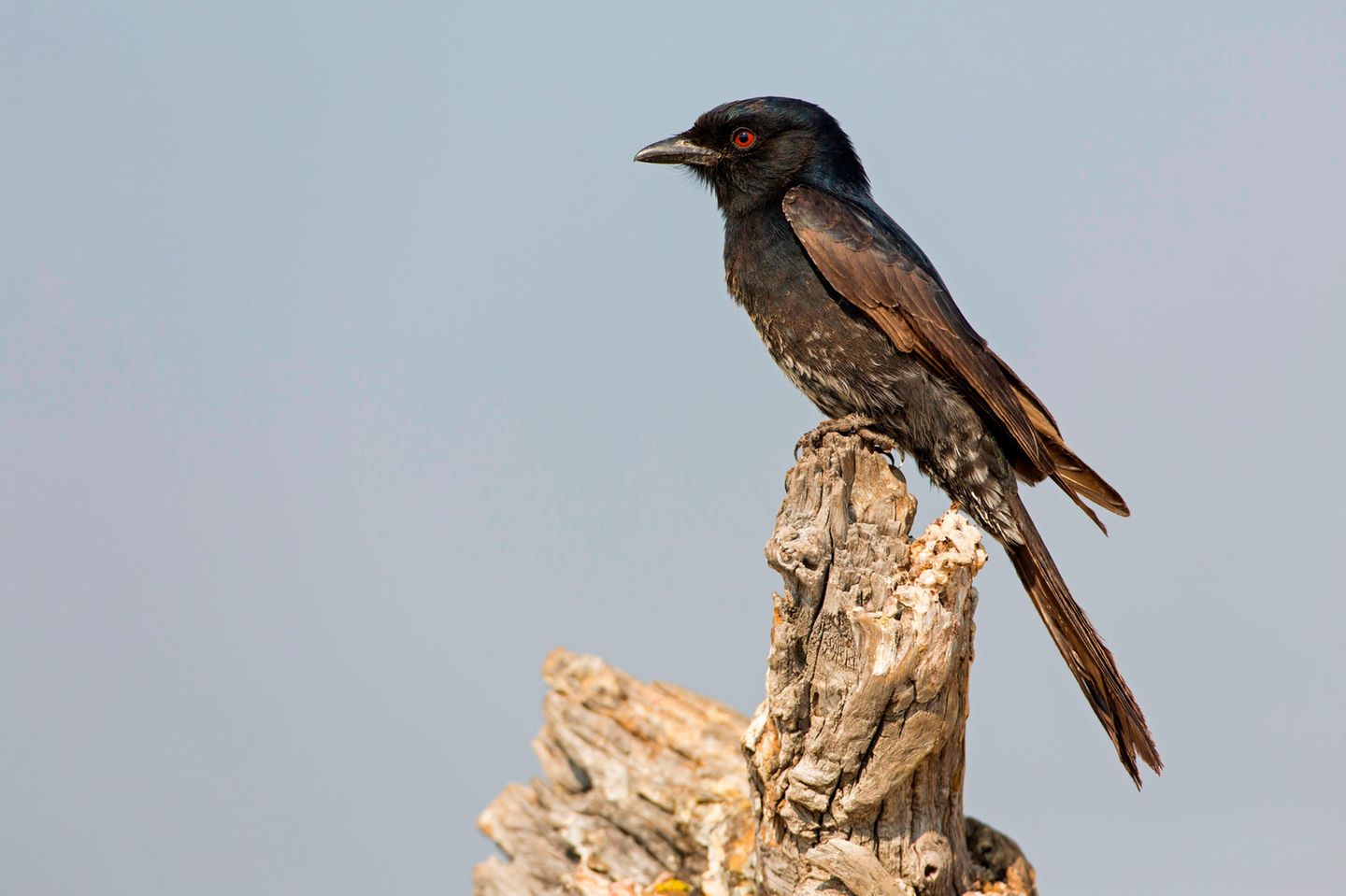Trauerdrongos sind abends oft die letzten Vögel, die noch zwitschern – und morgens die ersten, die wieder zu hören sind
