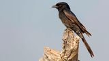 Trauerdrongos sind abends oft die letzten Vögel, die noch zwitschern – und morgens die ersten, die wieder zu hören sind