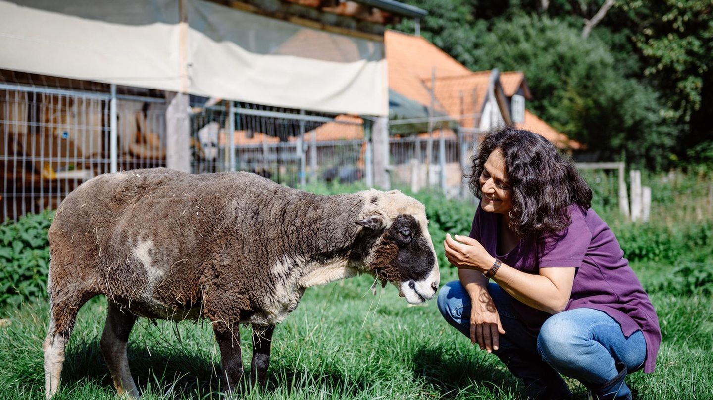 Das Leben mit alternden Schafen beschreibt Hilal Sezgin in ihrem aktuellen Buch "Vom fordernden und beglückenden Leben mit Tieren", erschienen im Knesebeck Verlag