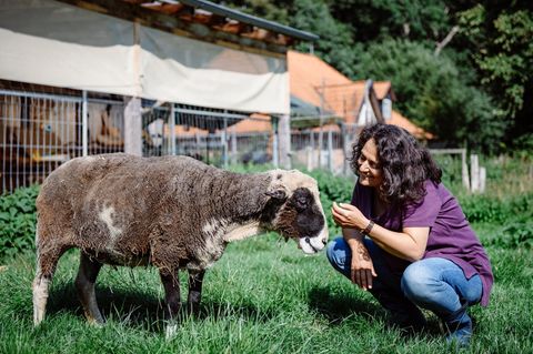 Das Leben mit alternden Schafen beschreibt Hilal Sezgin in ihrem aktuellen Buch "Vom fordernden und beglückenden Leben mit Tieren", erschienen im Knesebeck Verlag