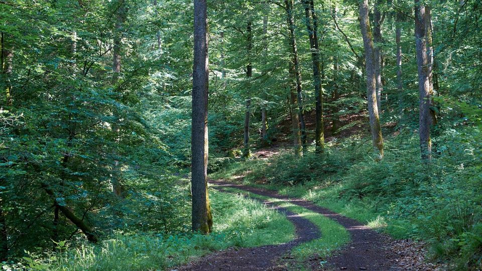 Waldpfad in der Vulkaneifel Waldpfad in der Vulkaneifel