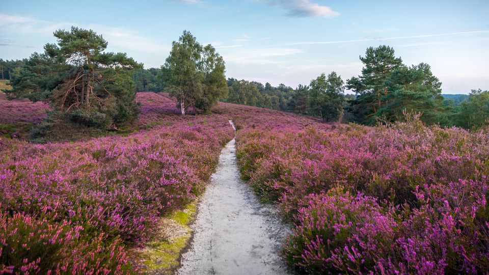 Blühende Fischbeker Heide Blühende Fischbeker Heide