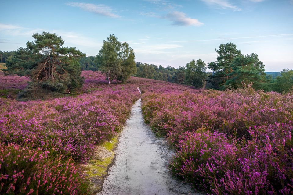 Blühende Fischbeker Heide  1.5004