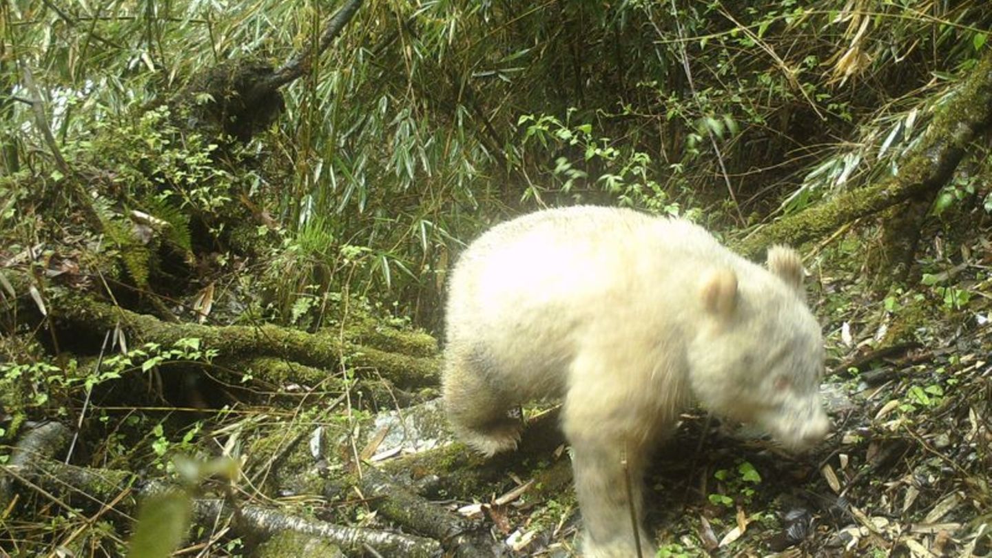 Albino-Panda