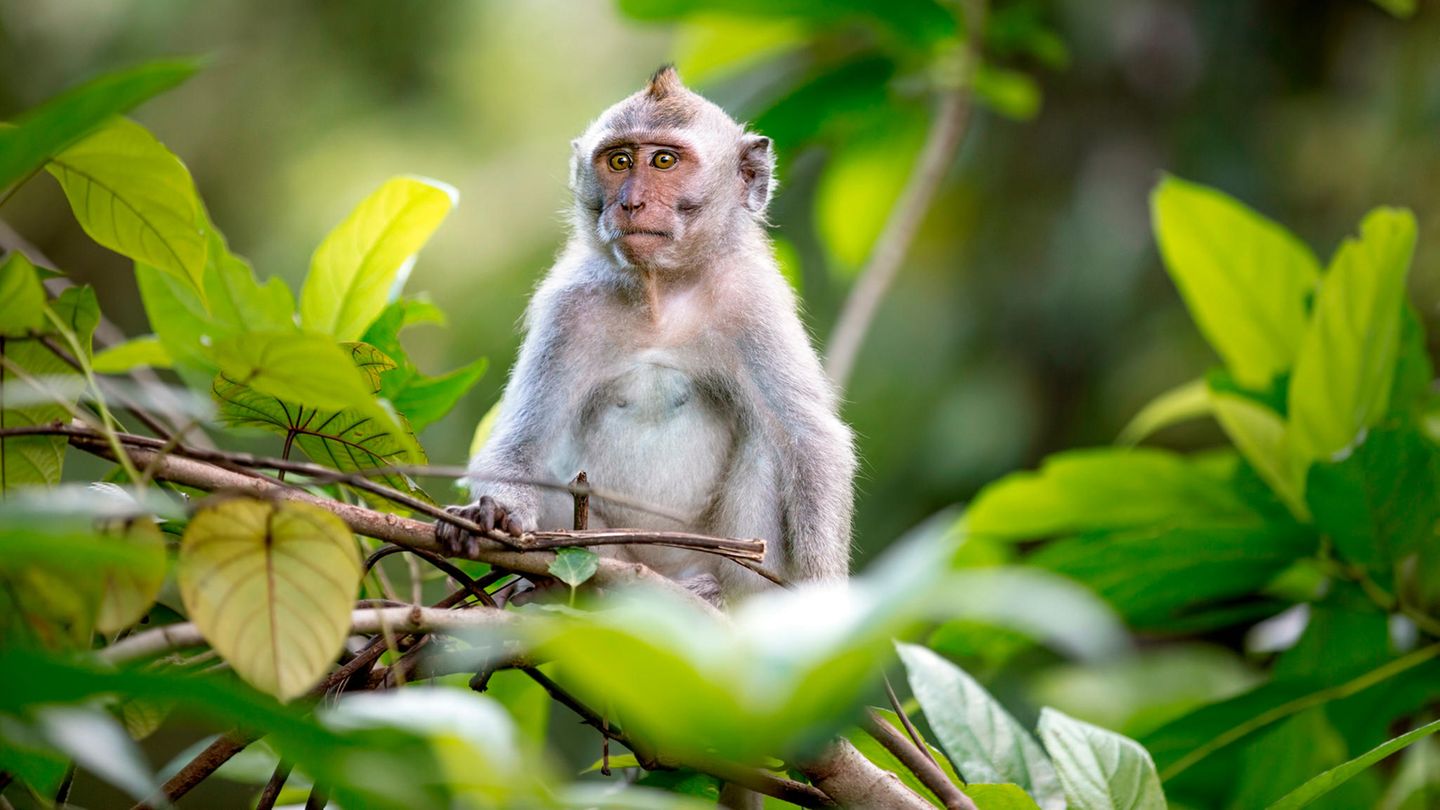 Beliebt bei Touristen, gefragt in der Forschung: ein Langschwanzmakake im "Monkey Forest" in Bali