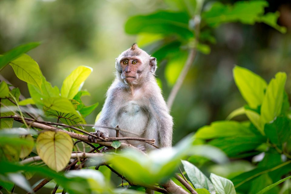 Beliebt bei Touristen, gefragt in der Forschung: ein Langschwanzmakake im "Monkey Forest" in Bali
