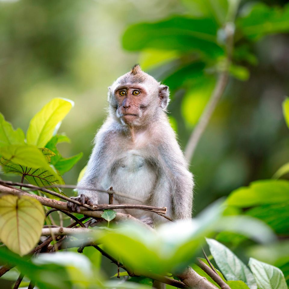 Beliebt bei Touristen, gefragt in der Forschung: ein Langschwanzmakake im "Monkey Forest" in Bali