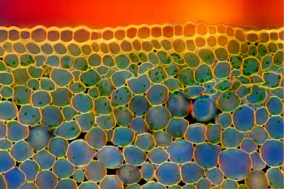 Mikroskopaufnahme mehrerer Pflanzenzellen
