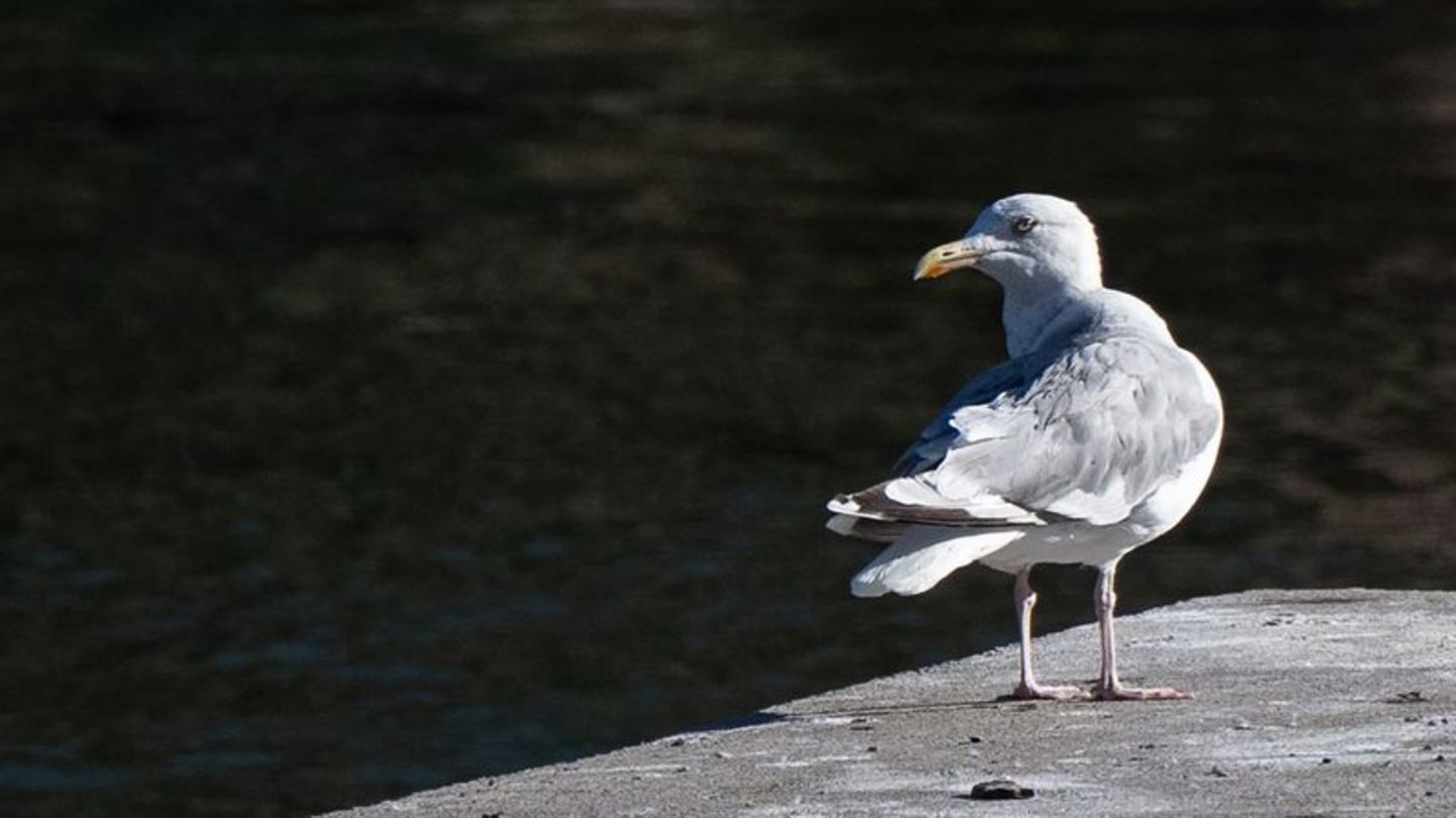 Eine Möwe sitzt auf einem Steg an der Spree in Berlin. Foto: Sebastian Christoph Gollnow/dpa