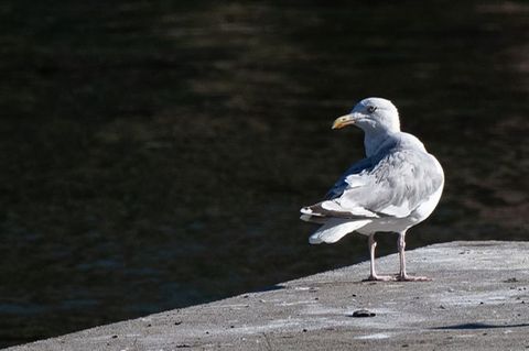 Eine Möwe sitzt auf einem Steg an der Spree in Berlin. Foto: Sebastian Christoph Gollnow/dpa