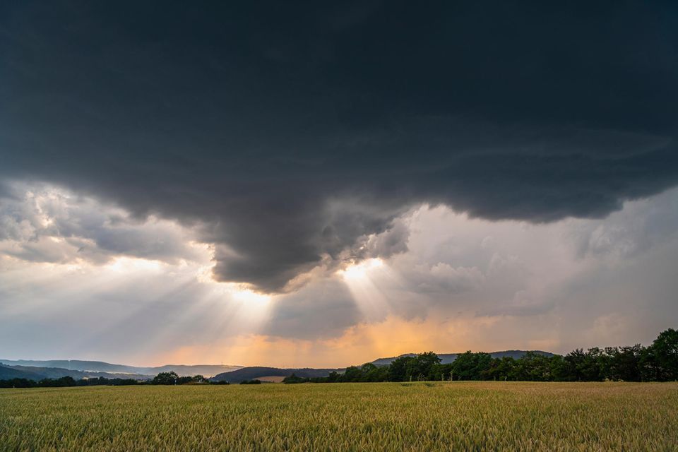 Regenwolken über einem Kornfeld