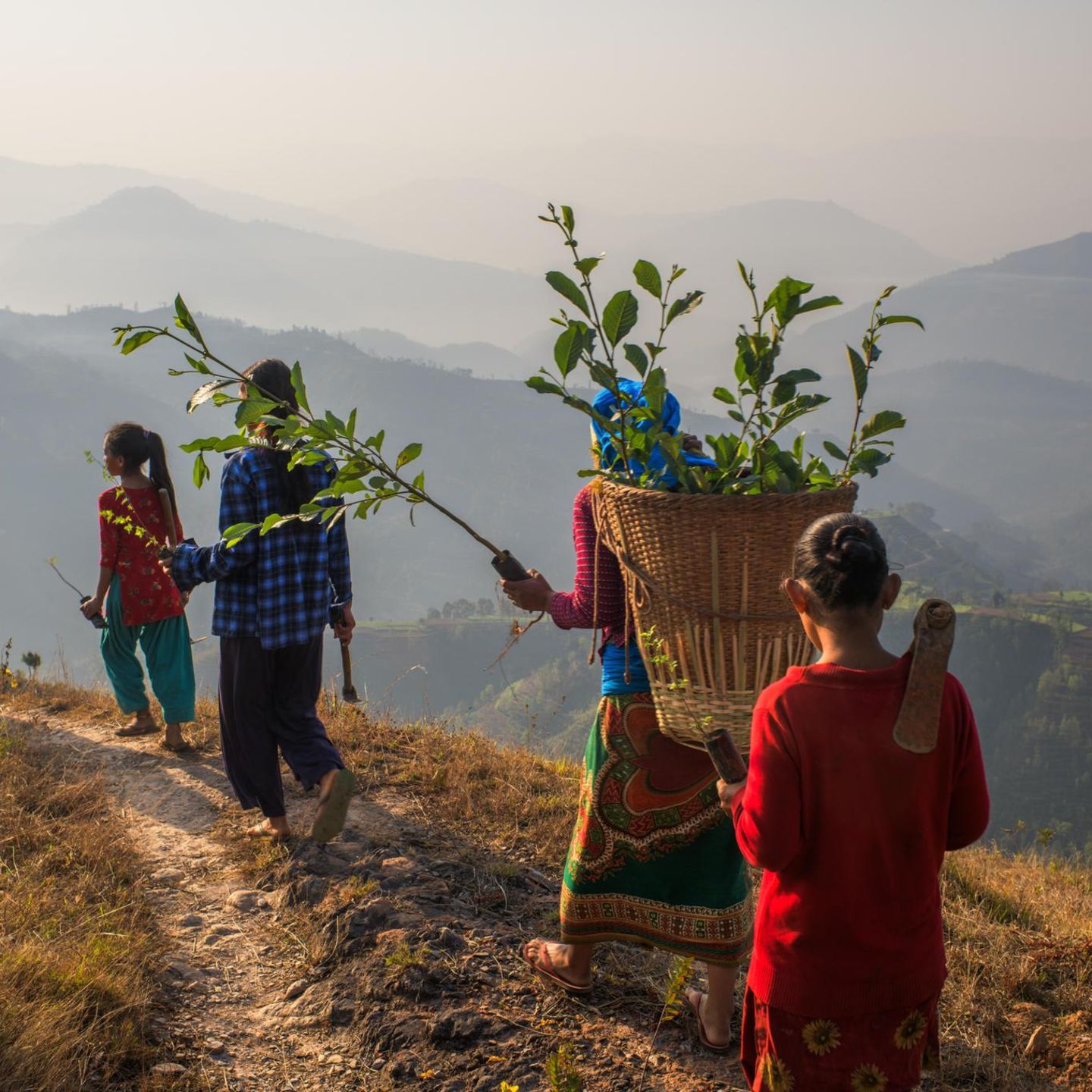 Rund um das Dorf Danda Basaha sollen innerhalb von fünf Jahren 350.000 Bäumen aufgeforstet werden
