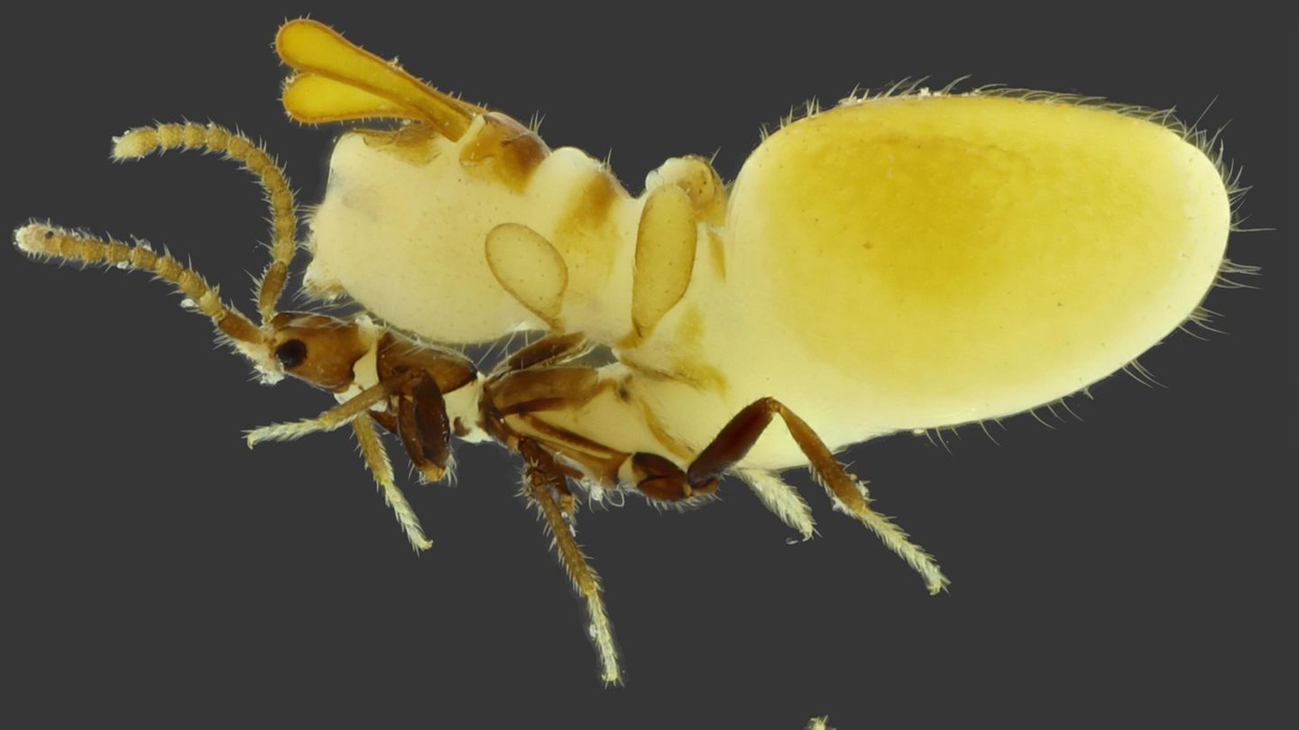 Die Käfer vergrößern für die originalgetreue Nachbildung einer Termite ihren Unterleib. Das Phänomen ist als "Physogastrie" bekannt