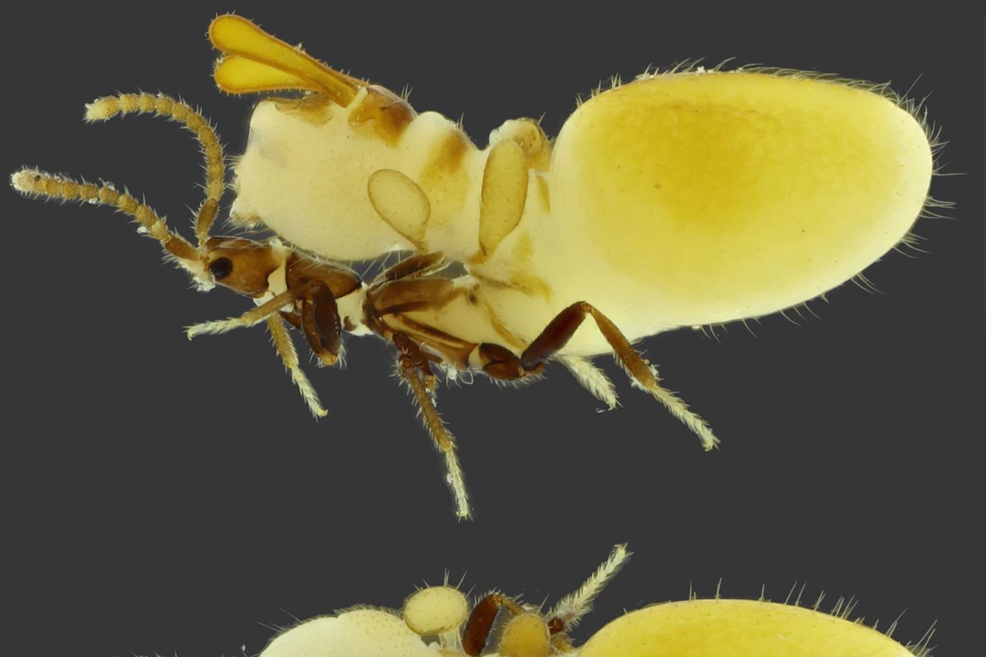 Die Käfer vergrößern für die originalgetreue Nachbildung einer Termite ihren Unterleib. Das Phänomen ist als sogenannte Physiogastrie bekannt