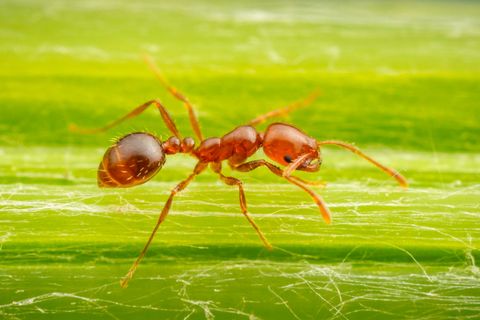 Rote Feuerameise auf einer Pflanze