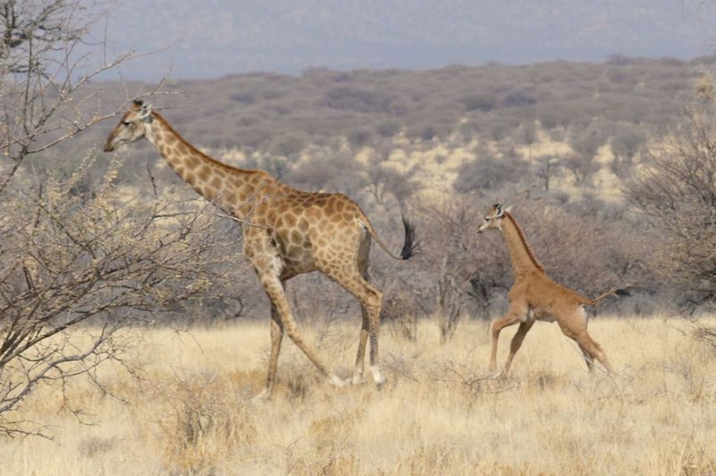 In Namibia ist dises Giraffenbaby (r.) ohne Flecken in freier Wildbahn gesichtet worden