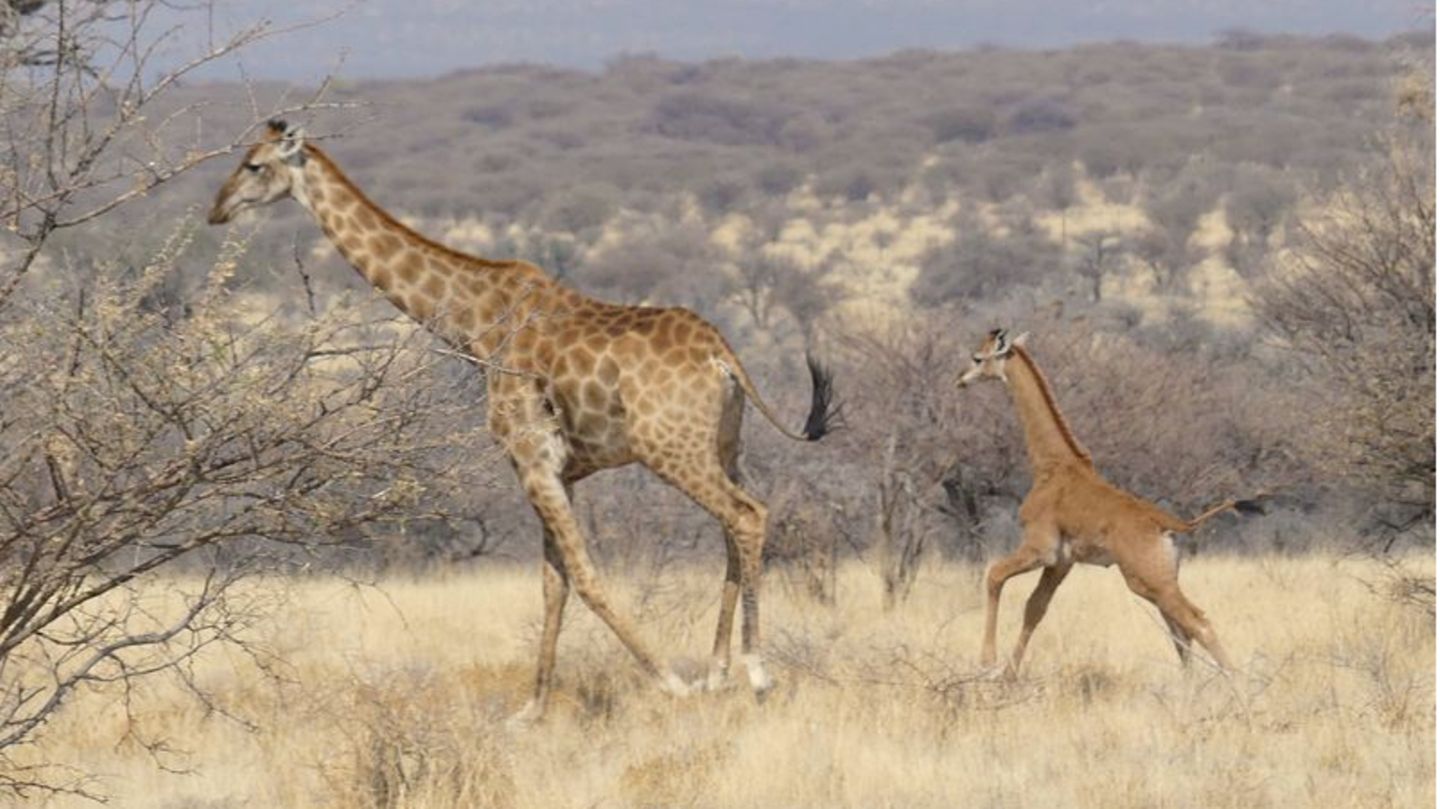 In Namibia ist dises Giraffenbaby (r.) ohne Flecken in freier Wildbahn gesichtet worden