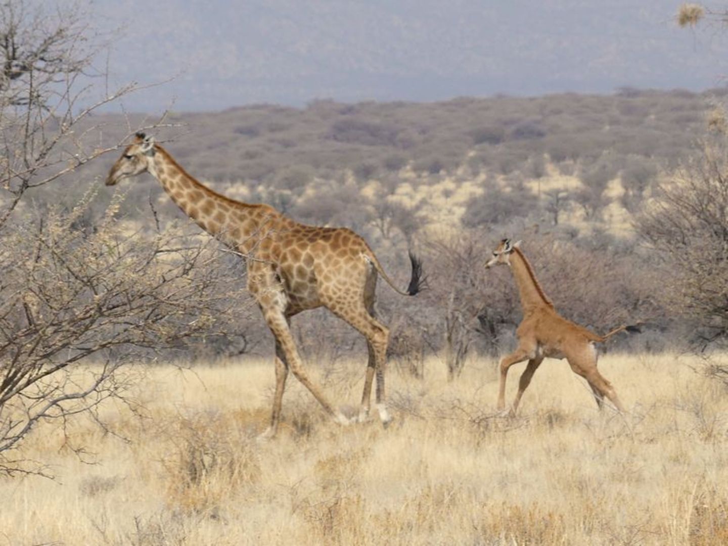 giraffenbabys-in-afrika-krugerpark-berichten-krugerpark-wildlife
