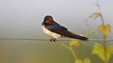 Noch vor wenigen Jahrzehnten fand die Rauchschwalbe (Hirundo rustica) in Ställen und Scheunen kleiner Bauernhöfe genug Nistmöglichkeiten. Heute sind die Stallungen großer Betriebe häufig verschlossen, Schwalbennester werden an Hausfassaden oft wegen hygienischer Bedenken entfernt. Zudem finden die Glücksboten immer weniger Lehmpfützen für den Nestbau
