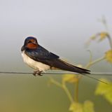 Noch vor wenigen Jahrzehnten fand die Rauchschwalbe (Hirundo rustica) in Ställen und Scheunen kleiner Bauernhöfe genug Nistmöglichkeiten. Heute sind die Stallungen großer Betriebe häufig verschlossen, Schwalbennester werden an Hausfassaden oft wegen hygienischer Bedenken entfernt. Zudem finden die Glücksboten immer weniger Lehmpfützen für den Nestbau