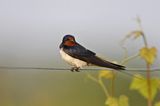 Noch vor wenigen Jahrzehnten fand die Rauchschwalbe (Hirundo rustica) in Ställen und Scheunen kleiner Bauernhöfe genug Nistmöglichkeiten. Heute sind die Stallungen großer Betriebe häufig verschlossen, Schwalbennester werden an Hausfassaden oft wegen hygienischer Bedenken entfernt. Zudem finden die Glücksboten immer weniger Lehmpfützen für den Nestbau