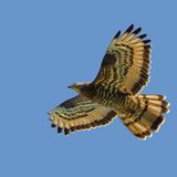 Wie der Name verrät, ernährt sich der Wespenbussard (Pernis apivorus) vor allem von Wespen. Wenn er deren Nester aufscharrt, schützen ihn sein besonders dichtes Gefieder und Hornplättchen an den Füßen vor den Angriffen der wehrhaften Insekten. Doch Wespen haben es in der Agrarlandschaft immer schwerer, ebenso wie Amphibien, von denen sich der Bussard ebenfalls ernährt. In Deutschland steht der Wespenbussard daher auf der Vorwarnliste der Roten Liste