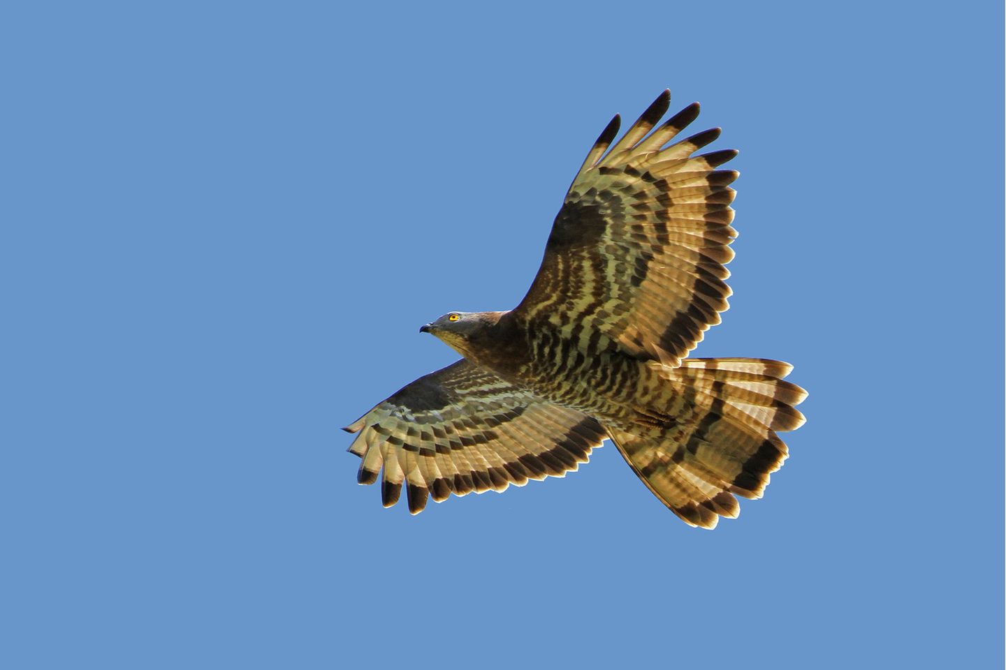 Wie der Name verrät, ernährt sich der Wespenbussard (Pernis apivorus) vor allem von Wespen. Wenn er deren Nester aufscharrt, schützen ihn sein besonders dichtes Gefieder und Hornplättchen an den Füßen vor den Angriffen der wehrhaften Insekten. Doch Wespen haben es in der Agrarlandschaft immer schwerer, ebenso wie Amphibien, von denen sich der Bussard ebenfalls ernährt. In Deutschland steht der Wespenbussard daher auf der Vorwarnliste der Roten Liste
