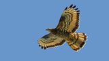 Wie der Name verrät, ernährt sich der Wespenbussard (Pernis apivorus) vor allem von Wespen. Wenn er deren Nester aufscharrt, schützen ihn sein besonders dichtes Gefieder und Hornplättchen an den Füßen vor den Angriffen der wehrhaften Insekten. Doch Wespen haben es in der Agrarlandschaft immer schwerer, ebenso wie Amphibien, von denen sich der Bussard ebenfalls ernährt. In Deutschland steht der Wespenbussard daher auf der Vorwarnliste der Roten Liste