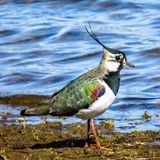 Der Kiebitz (Vanellus vanellus) mit seinem auffallenden Kopfschmuck und seinen spektakulären Balzflügen war noch vor wenigen Jahrzehnten einer der häufigen Charaktervögel unseres Grünlands. Doch sein Lebensraum schwindet, Feuchtgebiete werden trockengelegt, in Äcker umgewandelt oder intensiv bewirtschaftet. Heute gilt der Kiebitz in Deutschland als "stark gefährdet"
