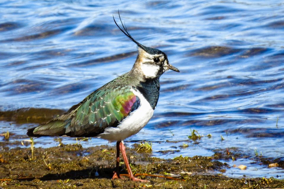 Der Kiebitz (Vanellus vanellus) mit seinem auffallenden Kopfschmuck und seinen spektakulären Balzflügen war noch vor wenigen Jahrzehnten einer der häufigen Charaktervögel unseres Grünlands. Doch sein Lebensraum schwindet, Feuchtgebiete werden trockengelegt, in Äcker umgewandelt oder intensiv bewirtschaftet. Heute gilt der Kiebitz in Deutschland als "stark gefährdet"  1.3333