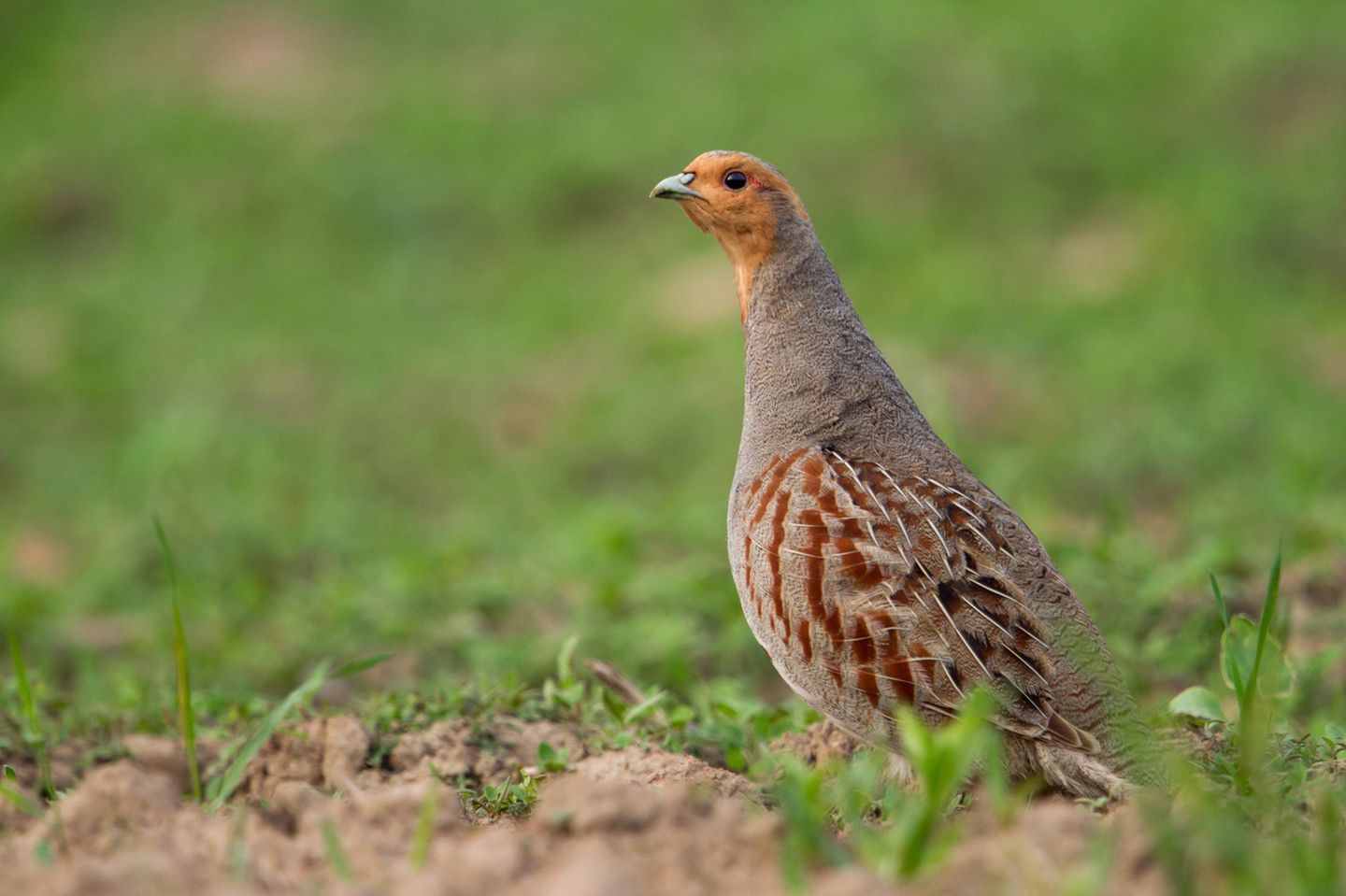 Als Bodenbrüter ist das Rebhuhn (Perdix perdix) auf buschige Feldraine und Blühstreifen angewiesen. In der ausgeräumten Agrarlandschaft dagegen findet es kaum Deckung; Insekten, die Nahrung der Rebhühner, sind auf gespritzten und gedüngten Raps- und Maisäckern rar