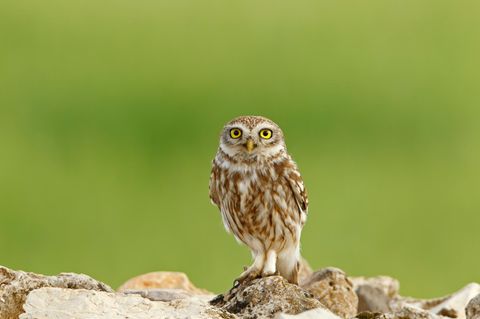 Für den Fortbestand der Art sind Steinkäuze (Athene noctua) auf alte Bäume mit Höhlen angewiesen. Perfekt dafür sind etwa Streuobstwiesen mit altem Baumbestand, die ohne Maschinen und Pestizide gepflegt werden. Doch von denen gibt es leider immer weniger